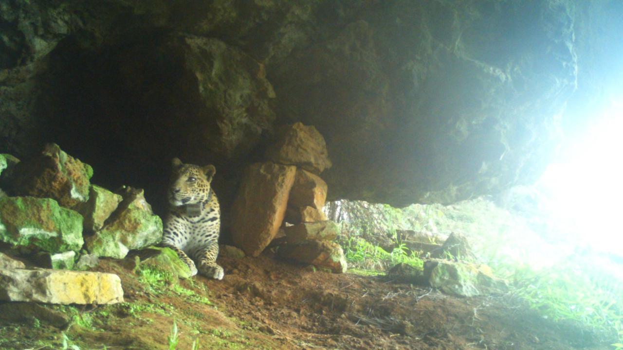 Leopard captured from Bhayandar society found dead weeks after release into wild